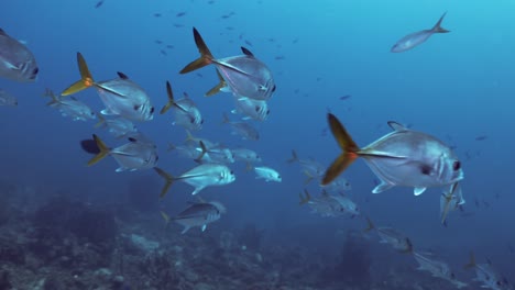 a school of fish with big-eye jack and some other tropical fish