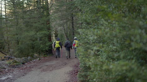 grupo de excursionistas en un sendero forestal