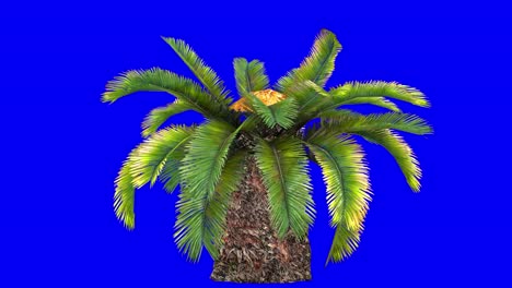 3d sago palm with wind effect on blue screen 3d animation