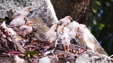 Lindos-Pollitos-Salvajes-Caminando-Por-Una-Roca-En-La-Selva-Tropical-En-La-Digue,-Seychelles