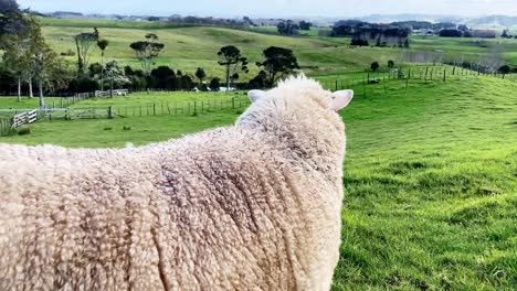 wounded and scared bleeding sheep panting and scanning the green paddock for threats - medium shot