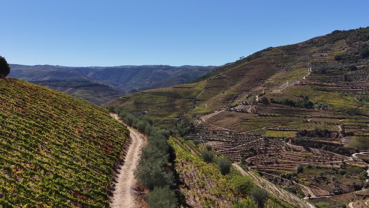 Vigneti della valle del Douro in una splendida giornata estiva