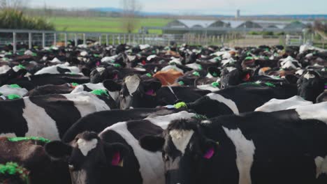 a dense cluster of dairy cows huddle together in a metal holding pen, their bodies pressed close, hooves shifting on concrete as they await the mechanical rhythm of the milking process