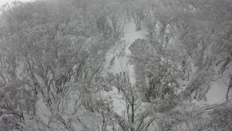 monochromatic aerial: cross country skiers on mt stirling forest trail