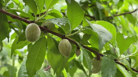 raw fruits in spring day rain in morning hand on green tree branch fresh leaf and clean air in mountain wait for ripe and red plum in summer orchard garden homestead rural lifestyle iran agriculture