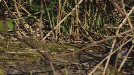 bluethroat-migratory-bird-skipping-under-grassy-vegetation.-birdwatching