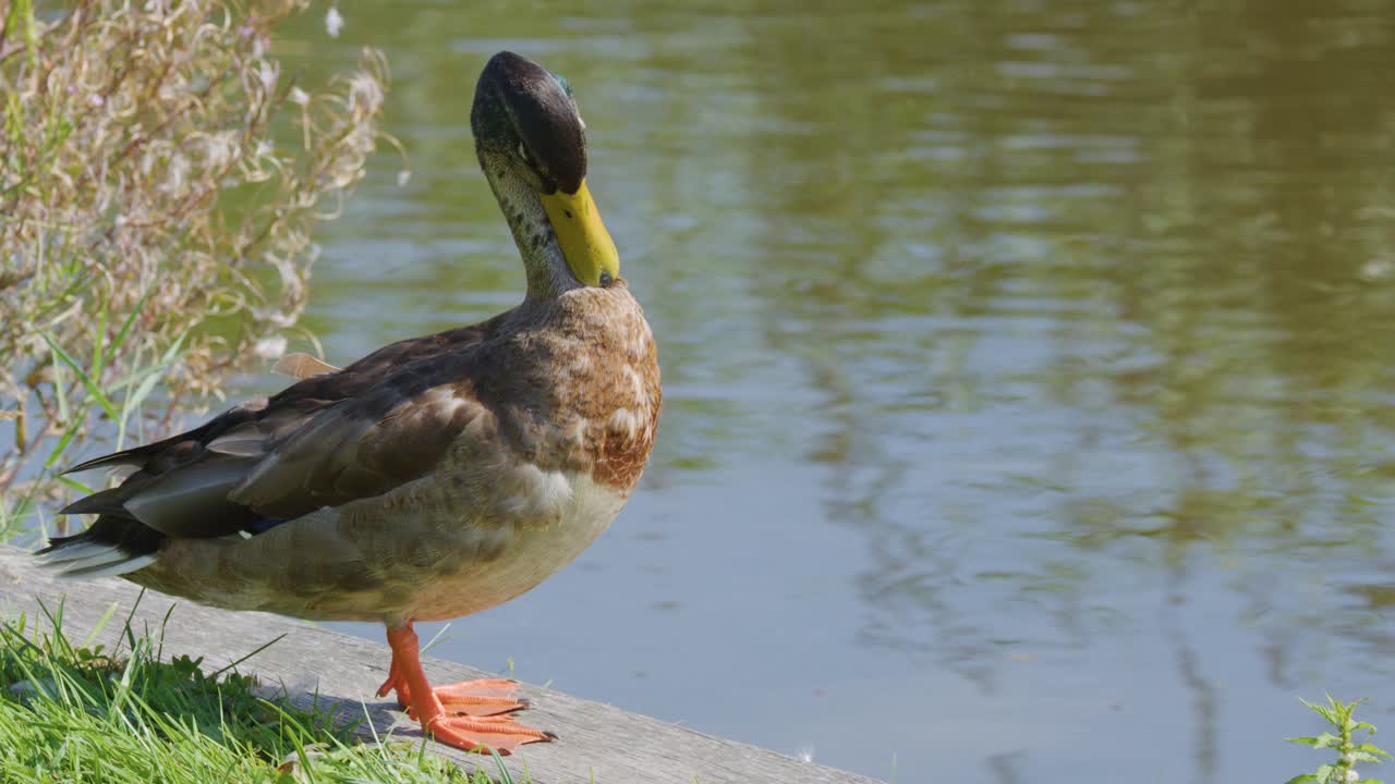 Mallard drake stands on pond bank, preening feathers in bright natural sunlight, side view