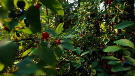 forest path with berries