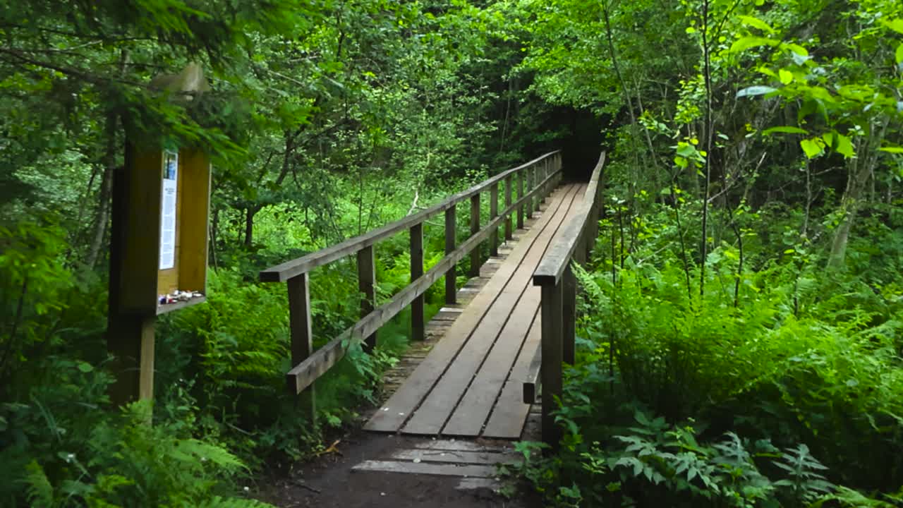 Calming view of a long wooden brown bridge leading over a thick green nature and natural springs in Saula Estonia that is a historic heritage site. Wood ferns and trees on the side of the bridge
