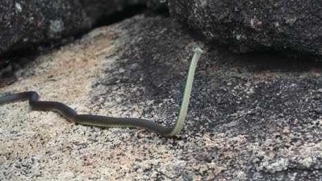 a tree snake absorbing the sun on the warm rocks in the early morning