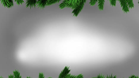 Animation-of-fir-trees-branches-over-white-background