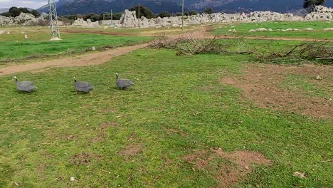 Bandada-De-Gallinas-De-Guinea,-Como-Pollos