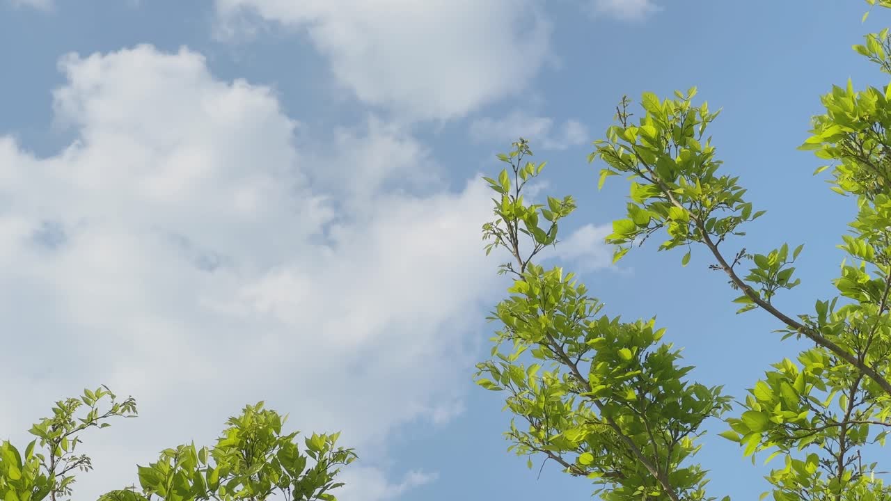 Daun hijau muda menjulur ke atas pada dahan ramping dengan latar langit biru cerah berawan putih lembut, bergoyang perlahan dalam angin sepoi-sepoi alami yang tenang.