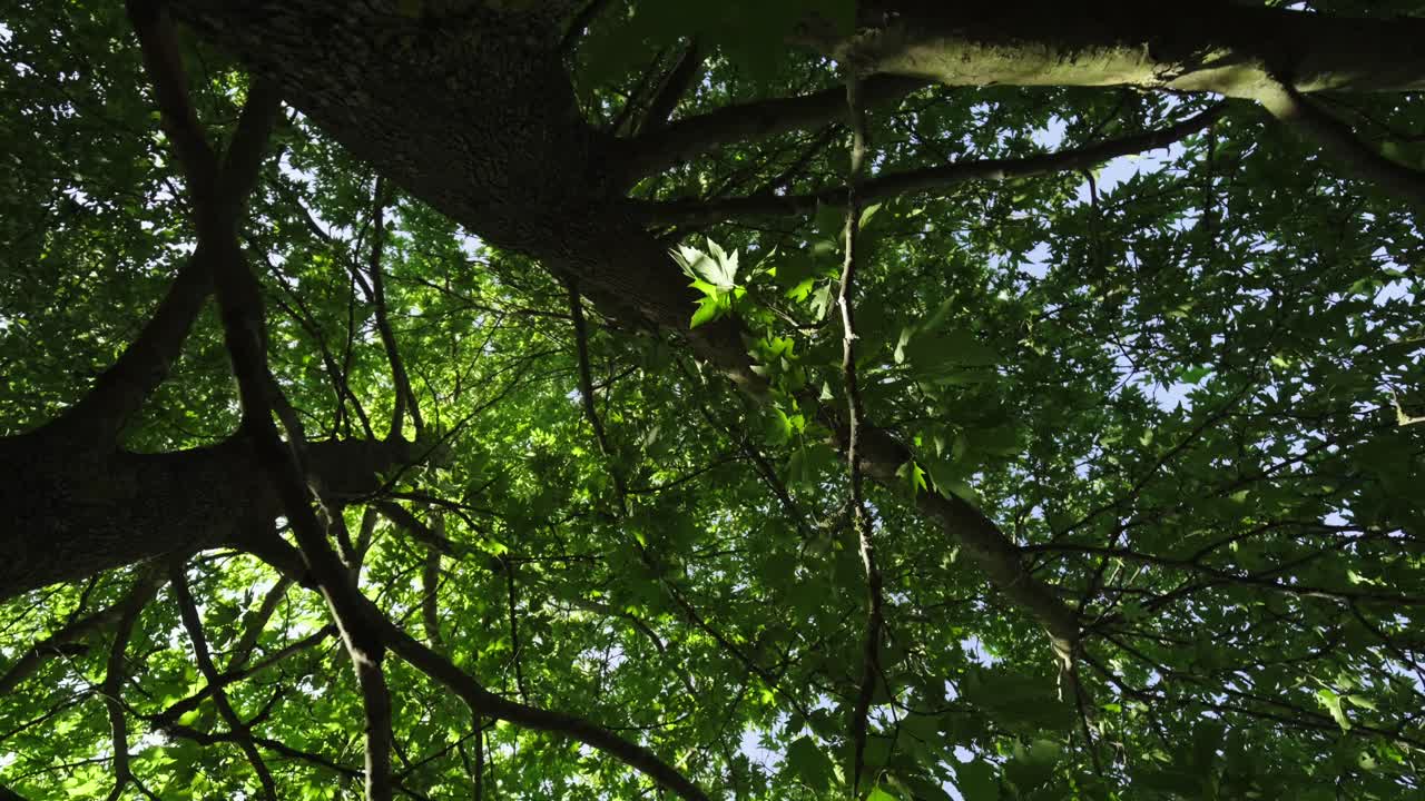 攝影機從下面拍攝轉動的平面樹