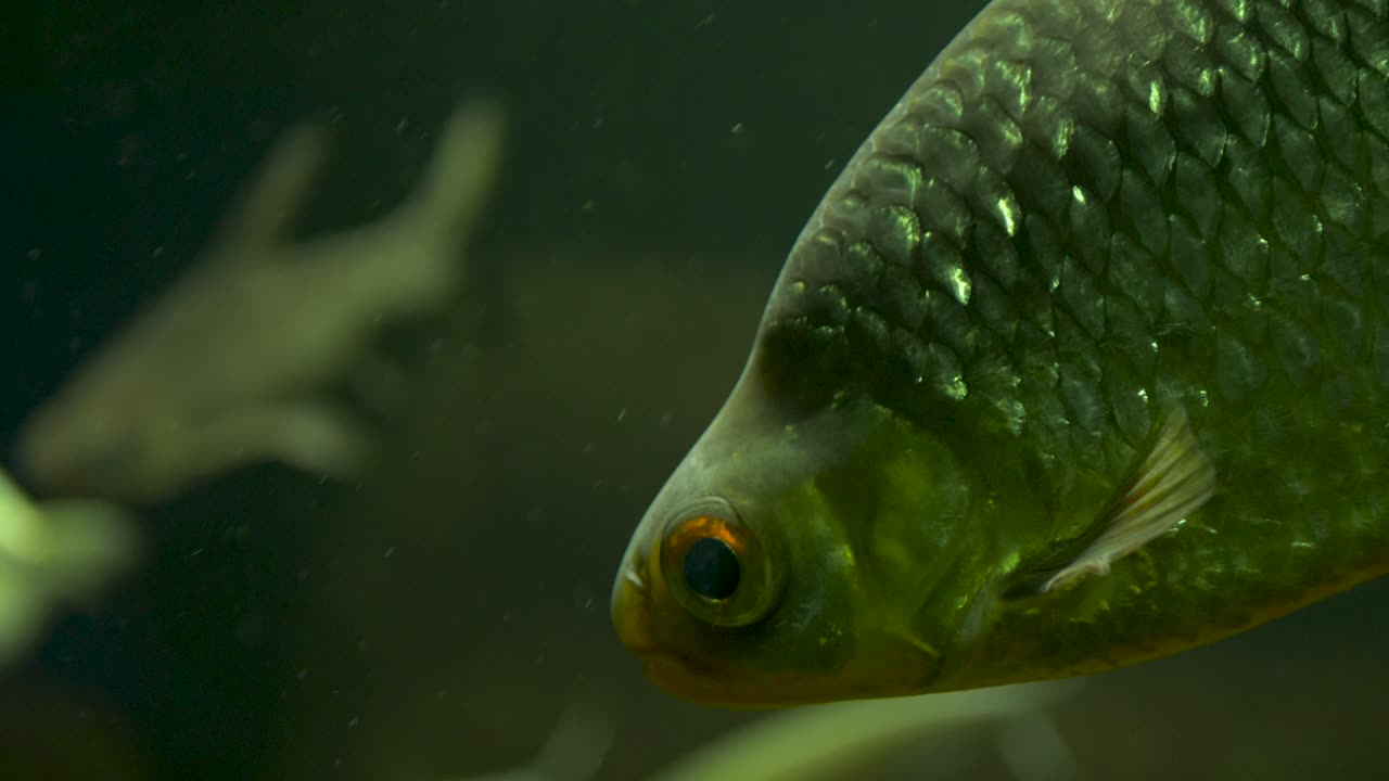 primer plano de un stanniolbarb