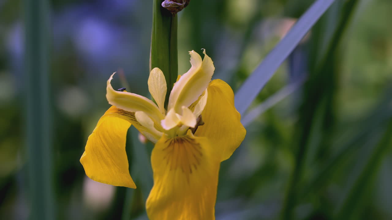 primer plano de una flor de iris amarilla