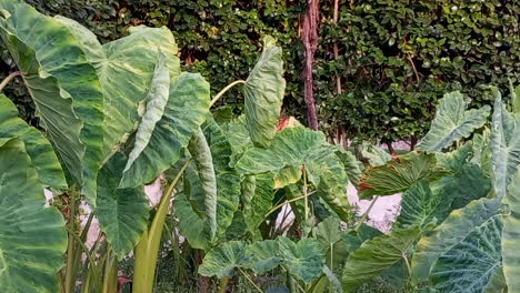 Plantas-Llamadas-Grandes-Orejas-De-Elefante-Verdes-Y-Arrugadas