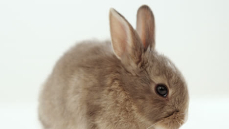 conejo de pascua sobre un fondo blanco