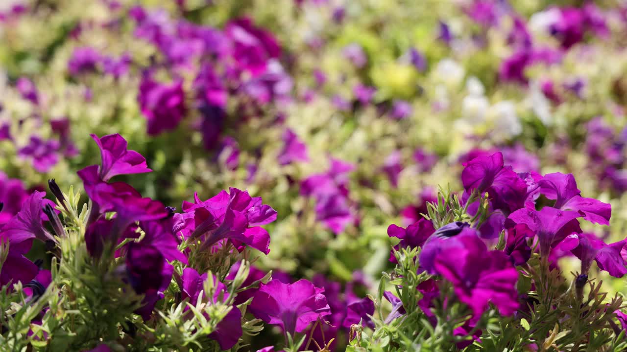 una vista de cerca de las flores púrpuras vívidas a la luz del sol