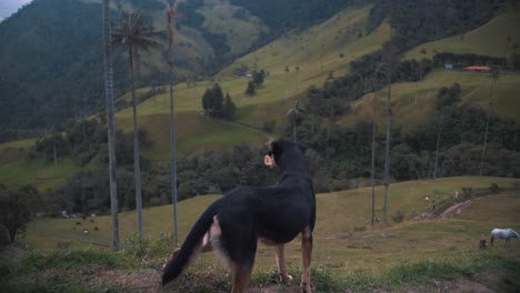 landscape view of a dog looking in cocora valley, colombia, south america