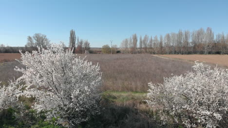 the spring flowers, aerial view