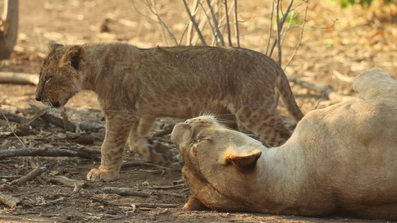 A little lion cub getting up next to its mother's head, walking to her teats before walking away and lying down again, Mashatu Game Reserve