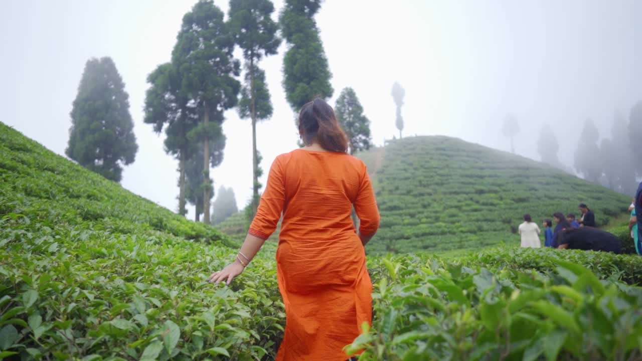 젊은 인도 관광 소녀는 산 언덕에 있는 차 정원을 걷고, 슬로우 모션, 안개 낀 아침, 뒤에서 총