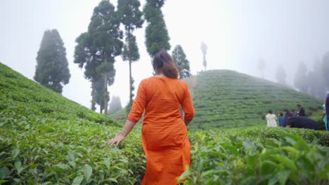 young alone indian tourist girl walks through tea garden in hill of mountain, slow motion, foggy morning, shot from behind