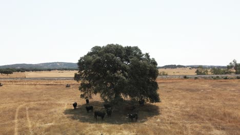 4k drone footage of a cattle of bulls in a dry field