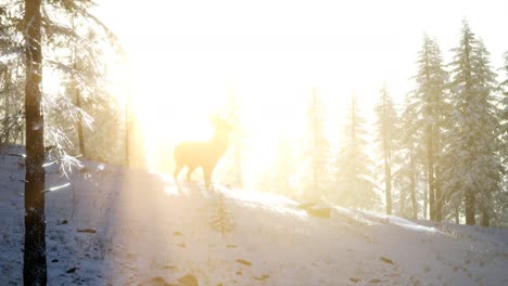 Orgulloso-Macho-De-Ciervo-Noble-En-El-Bosque-De-Nieve-De-Invierno