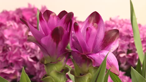 close-up of beautiful purple canna lilies among hydrangeas