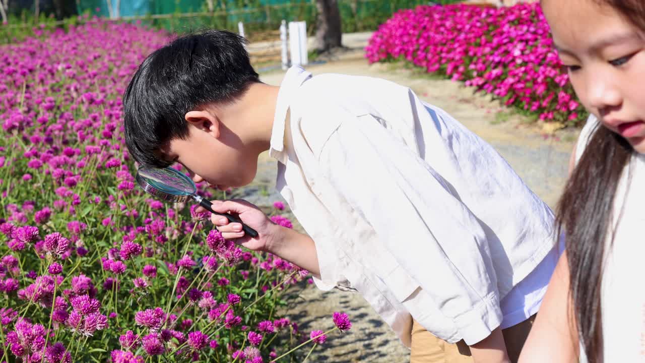晴れた自然公園で、若い男の子が虫眼鏡で鮮やかなピンク色の野草を注意深く観察している。