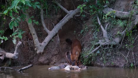 dhole, cuon alpinus, khao yai national park, thailand