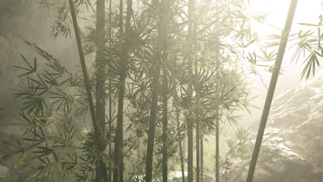 foggy bamboo forest