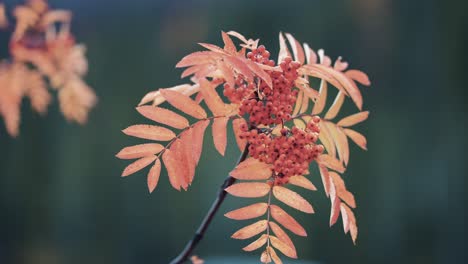 A-close-up-of-the-delicate-rowan-tree-branch-on-the-dark-background