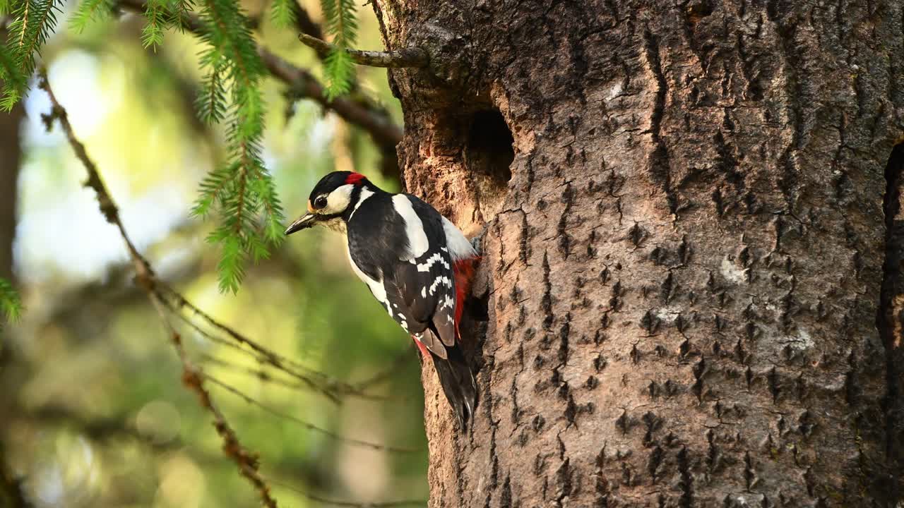 Great spotted woodpecker stands alert near tree nest entrance in lush spring forest. Chick peeks out at the end. Captured in detailed slow motion