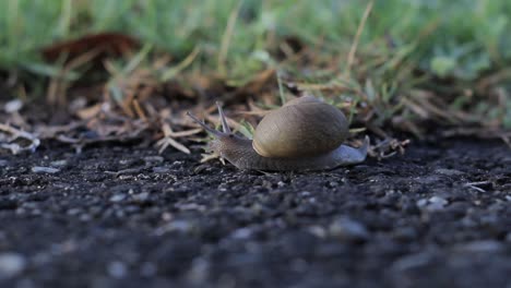 Grape snail crawls slowly on paved pavement next to a garden