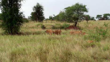 Pride-of-lions-and-lionesses-with-their-cubs-in-hot-grasslands