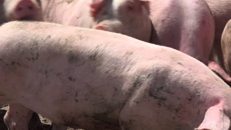 pigs breeding outdoors, bio, food