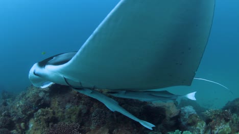 large manta ray swimming close to the underwater camera