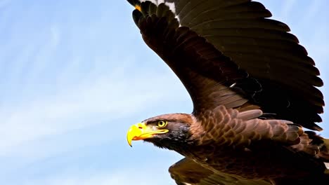 close-up of a majestic eagle in flight
