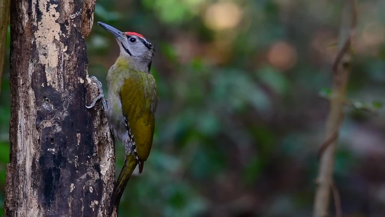 el pájaro carpintero de cabeza gris también se llama pájaro carpintero de cara gris se encuentra en muchos parques nacionales en tailandia y es muy particular en la elección de su hábitat para que prospere