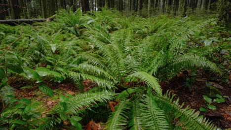 pacific northwest, vancouver, british columbia, forest, trees, nature, plants, leafs, roots