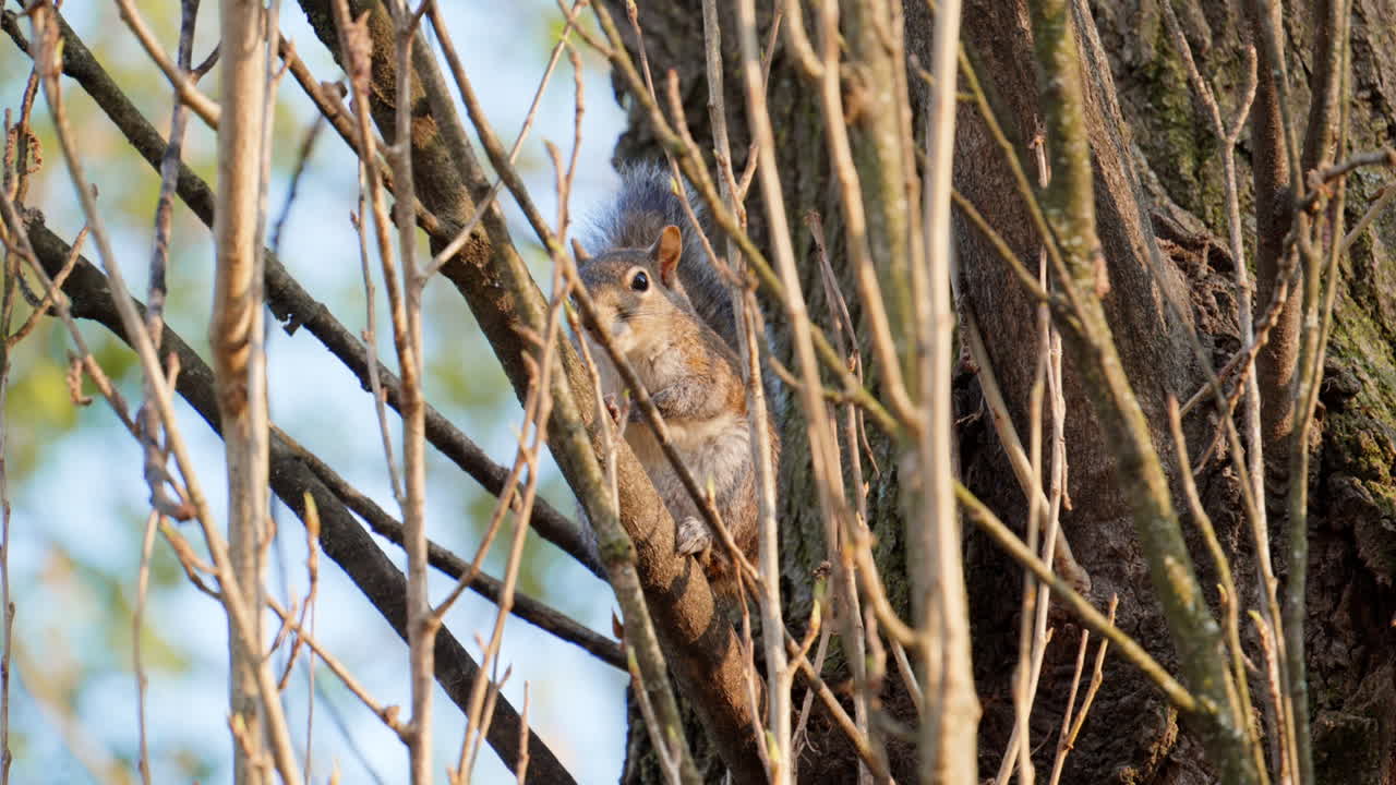 Close up of a squirrel sitting through the branches in the park