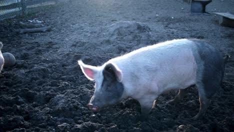 un cerdo en una puesta de sol en un día cálido