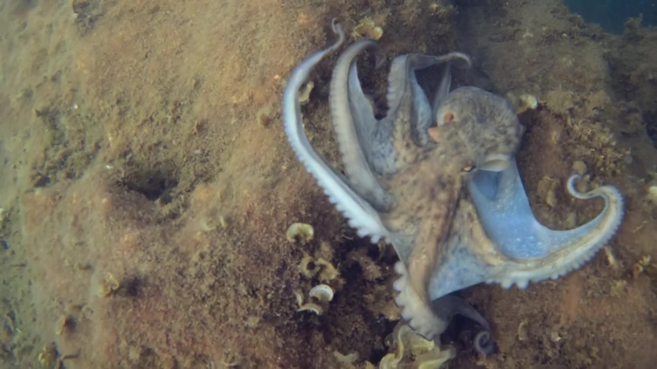 Polpo con sfumature blu aggrappato a un fondale marino roccioso marrone, che mostra il suo camuffamento naturale nell'ambiente marino