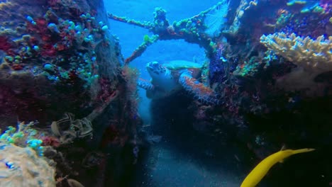 diver spotting a big hawksbill marine turtle lying on coral