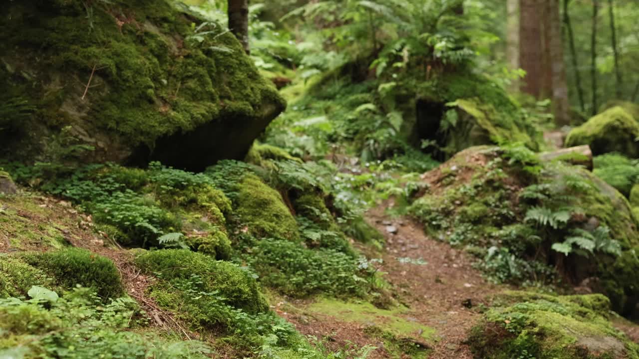 Sentiero nel bosco coperto di muschio a Dunkeld, Scozia.