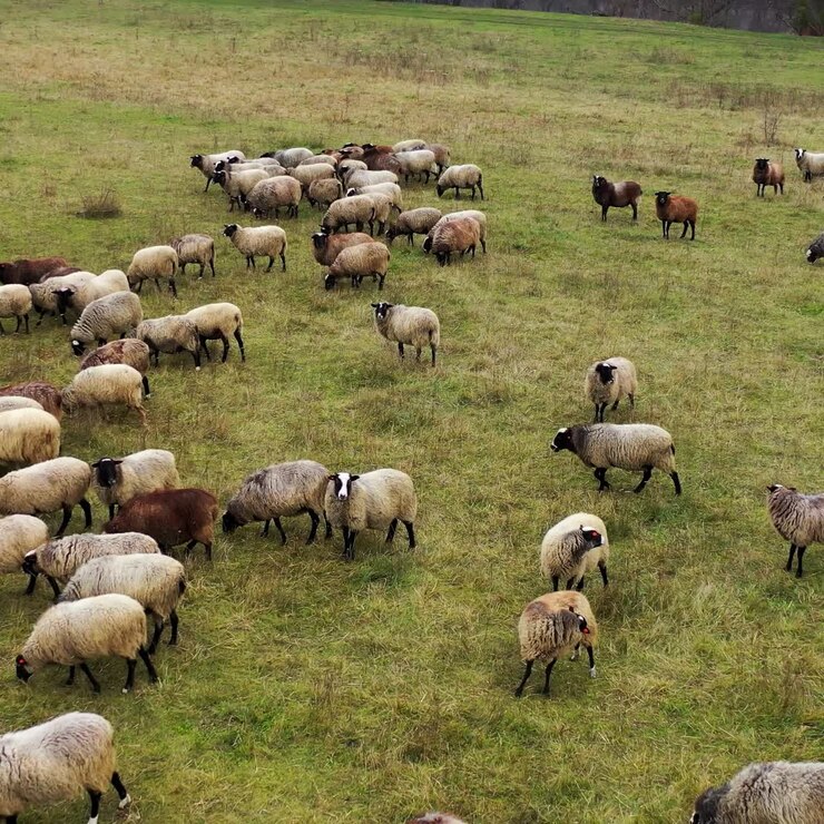 Herd of sheep on pasture. Beautiful woolly domestic animals grazing on field. Group of brown sheep eating grass on a meadow. Aerial view.