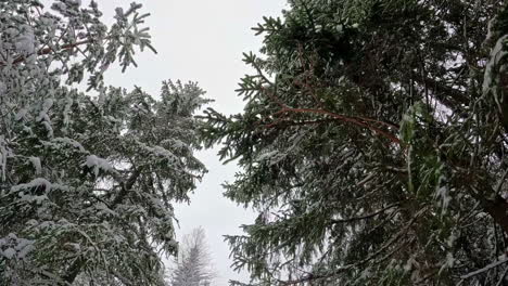 Disparo-En-ángulo-Bajo-Mientras-Caminaba-A-Través-De-árboles-Coníferos-Cubiertos-De-Nieve-Con-Cielo-Nublado-En-El-Fondo-En-Un-Frío-Día-De-Invierno